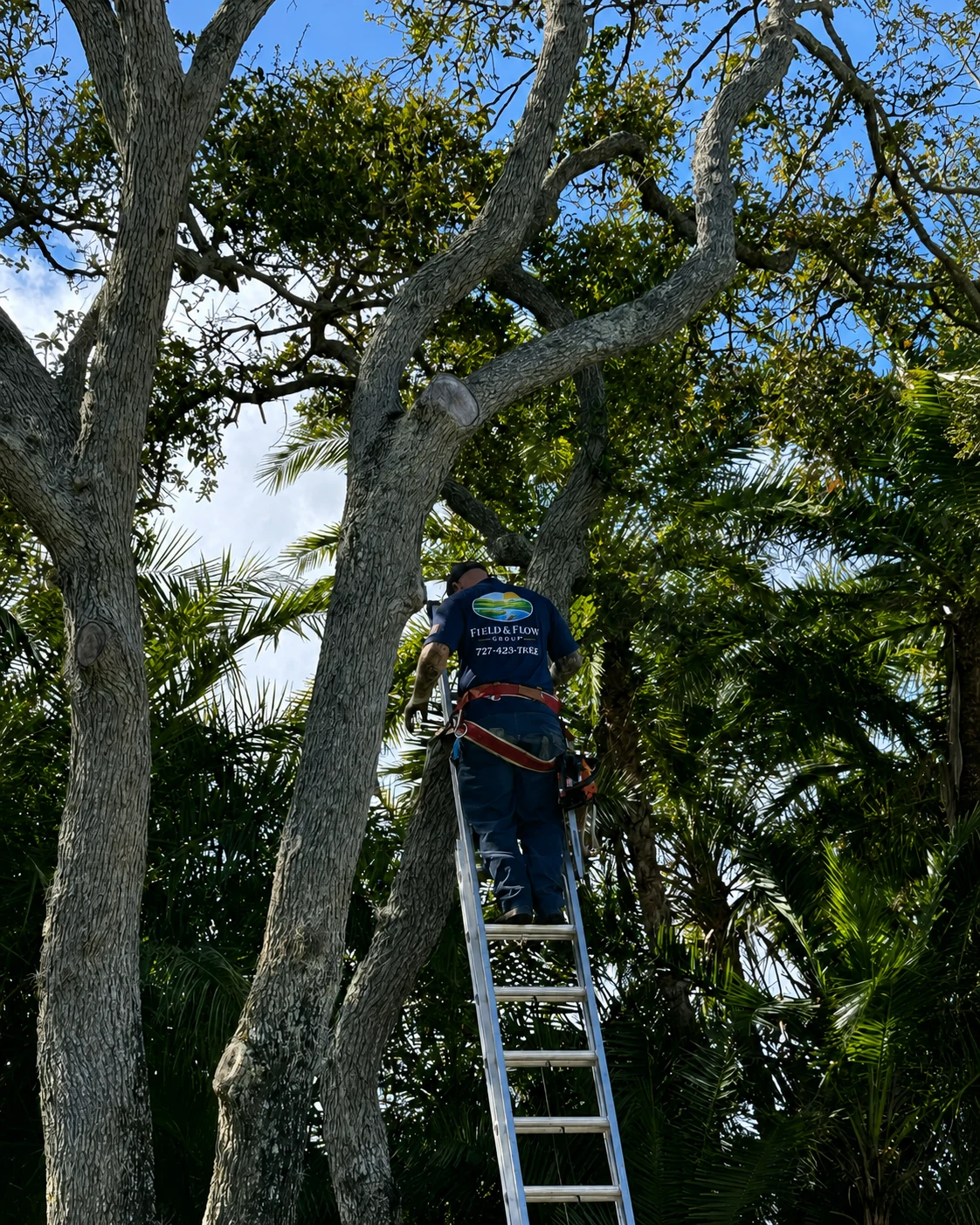 Tree trimming work in progress with a crew member working beside trimmed branches.